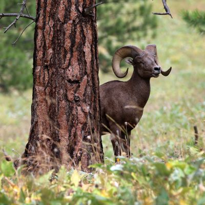a group of sheep standing on top of a grass covered field
