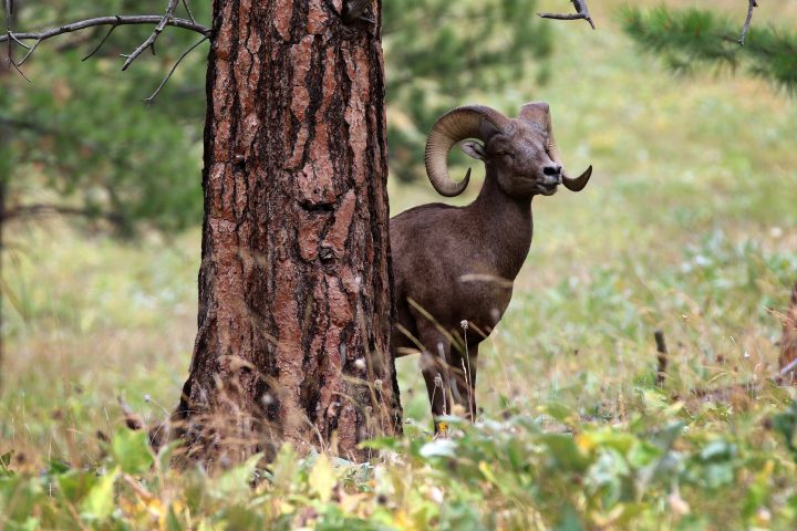 a group of sheep standing on top of a grass covered field