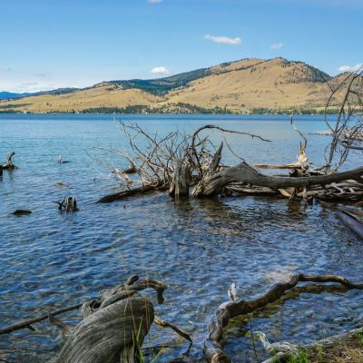 a tree next to a body of water