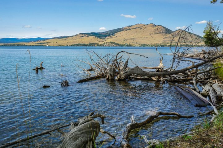 a tree next to a body of water