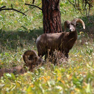 a group of sheep standing on top of a grass covered field
