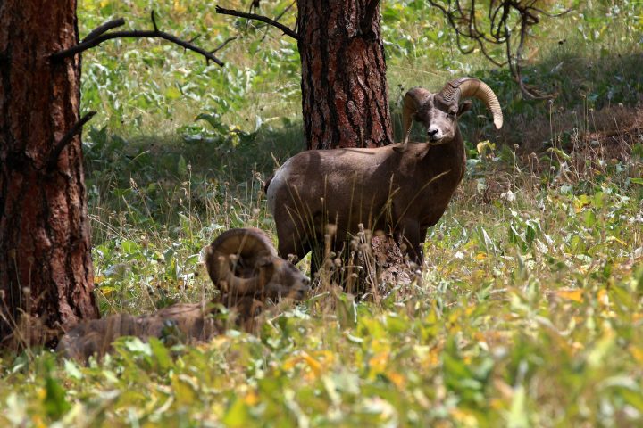 a group of sheep standing on top of a grass covered field