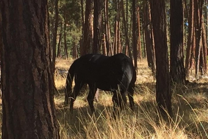 a large elephant standing next to a forest