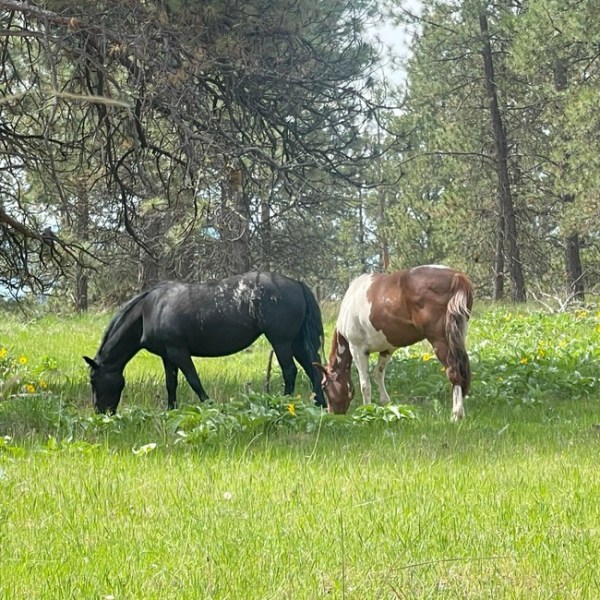 Two horses grazing in a field with trees and flowers.