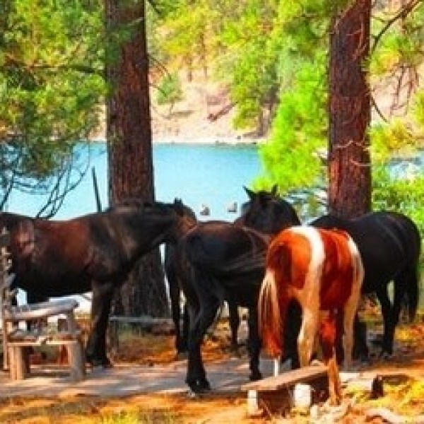 Horses standing under trees near a blue lake with scattered chairs.